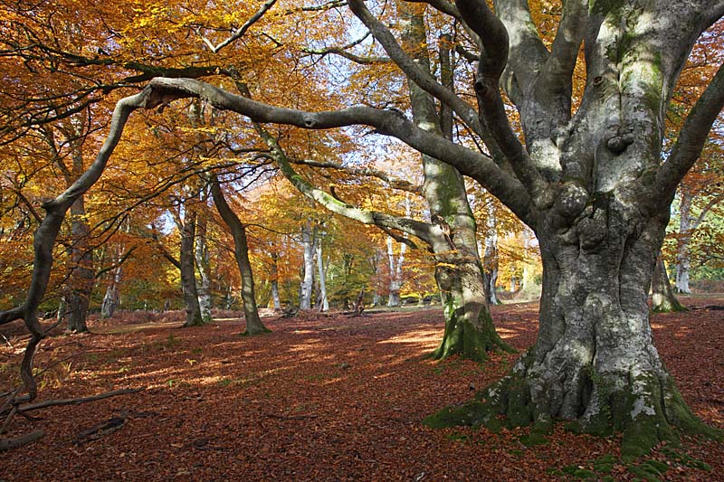 C01D2702 Beech trees Mark Ash Wood Copyright Mike Read.jpg - Pollarded beech tree Fagus sylvatica Mark Ash Wood